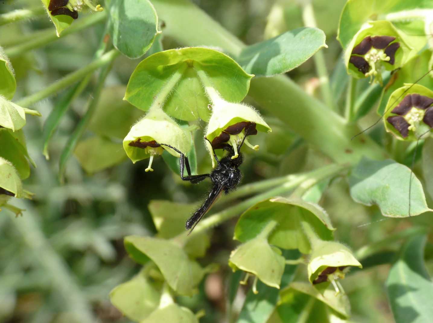 Bibio marci ♂ (Bibionidae)